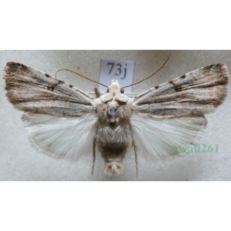 Chersotis margaritacea (de Villers, 1789) Czech73j